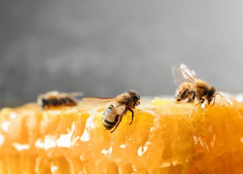 méhek a lépesmézen